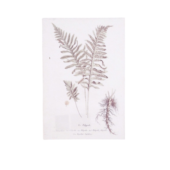 Dekoráció újrahasznosított papírral, Botanical, 38,5x27,5 cm