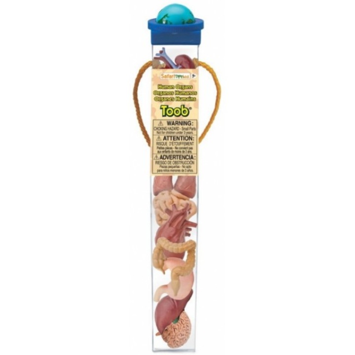 Тръба 8 Фигурки Органи на тялото Safari Ltd