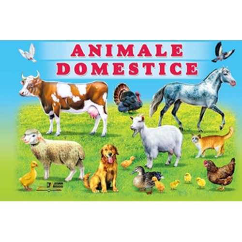 Carton - Animale Domestice