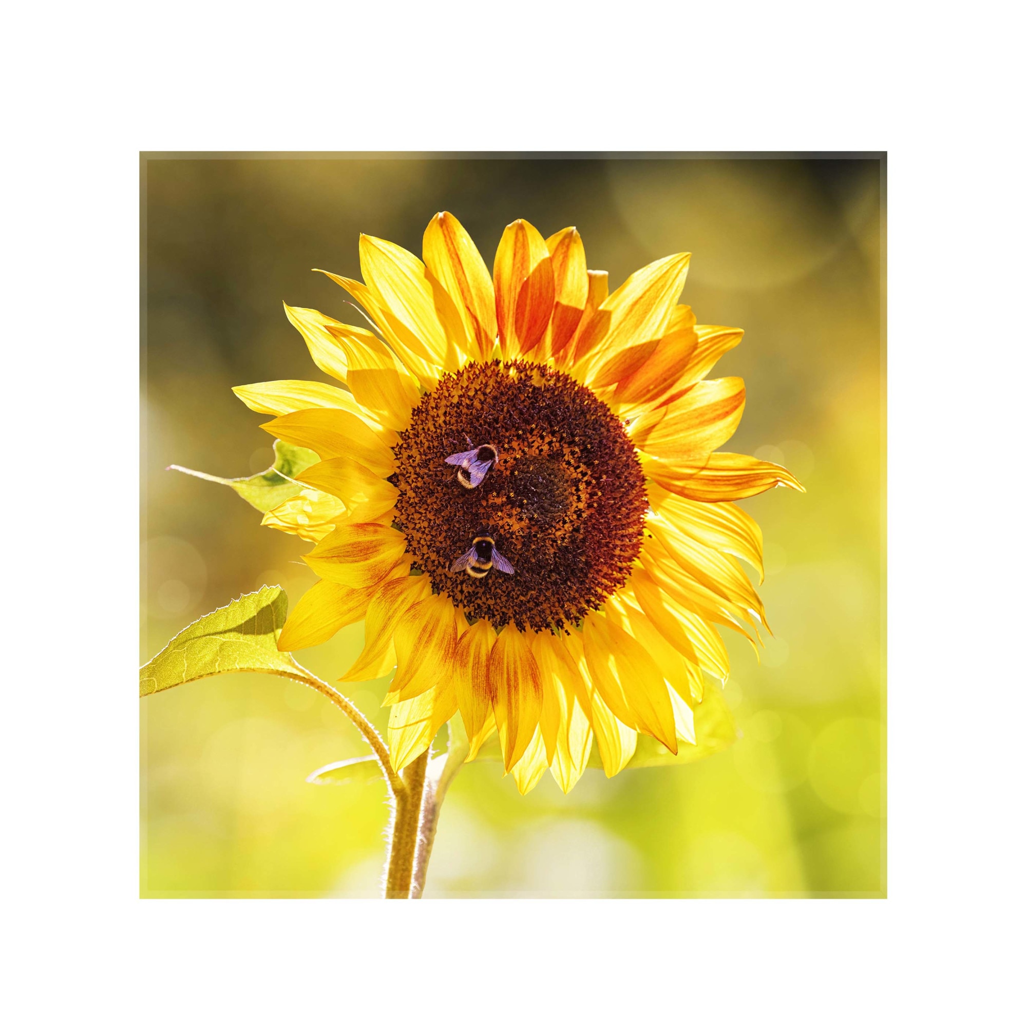 Sticla bucatarie securizata Saint Gobain Glass®, imprimata 65x65cm, panou protectie antistropire pentru aragaz, Ambra Deco, Floarea soarelui 2