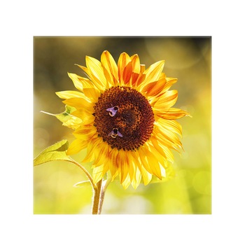 Sticla bucatarie securizata Saint Gobain Glass®, imprimata 65x65cm, panou protectie antistropire pentru aragaz, Ambra Deco, Floarea soarelui 2 Sticla bucatarie securizata Saint Gobain Glass®, imprimata 65x65cm, panou protectie antistropire pentru aragaz, Ambra Deco, Floarea soarelui 2