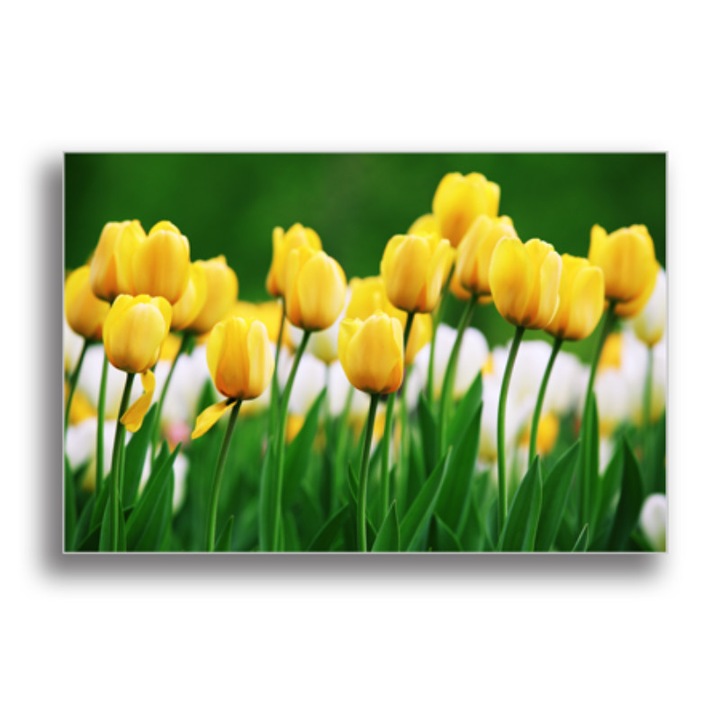 Printly, Színes Vászonkép, "Sárga tulipán" címmel, 100x70cm