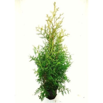Tuia - Thuja Occidentalis Brabant inaltime 60 - 80 cm Tuia - Thuja Occidentalis Brabant inaltime 60 - 80 cm