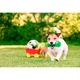 Jucarie de ros pentru caini, crocodil, verde, dog dental chew toy