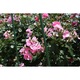 Arac (suport plante) verde metalic, PE, 11 mm x 150 cm