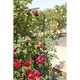 Arac (suport plante) verde metalic, PE, 11 mm x 150 cm