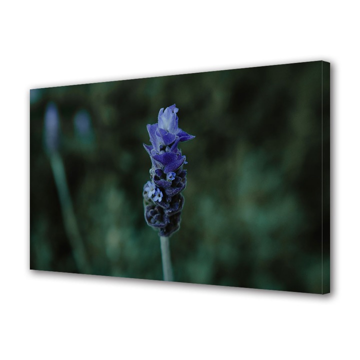 Tablou Canvas Premium, Art Star, Lavanda in umbra, Flori, Panza pe cadru de lemn, Decoratiuni Moderne pentru Casa, 20 x 30 cm