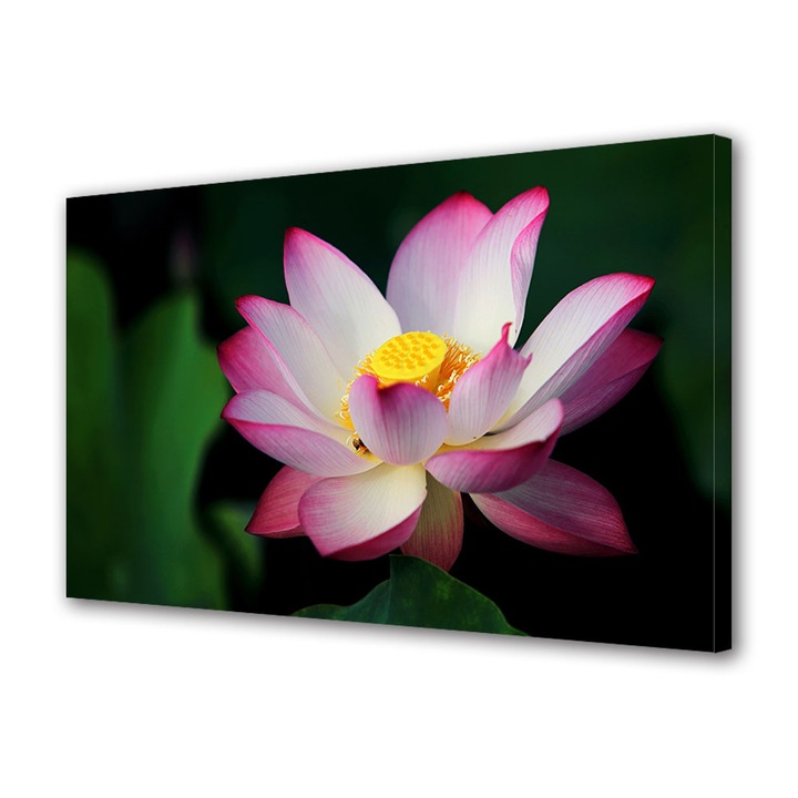 Tablou Canvas Fosforescent, Luminos in Intuneric, Premium, Art Star, Lotus cu petale roz, Flori, Panza pe cadru de lemn, Decoratiuni Moderne pentru Casa, 60 x 90 cm