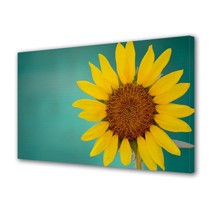 Tablou Canvas Premium, Art Star, Floarea Soarelui pe fundal turcoaz, Flori, Panza pe cadru de lemn, Decoratiuni Moderne pentru Casa, 40 x 60 cm