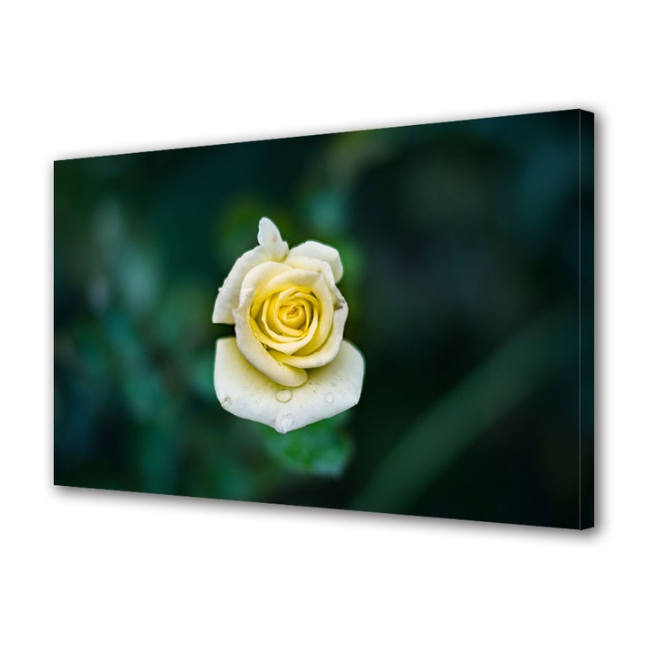 Tablou Canvas Premium, Art Star, Trandafir mic la umbra, Flori, Panza pe cadru de lemn, Decoratiuni Moderne pentru Casa, 20 x 30 cm