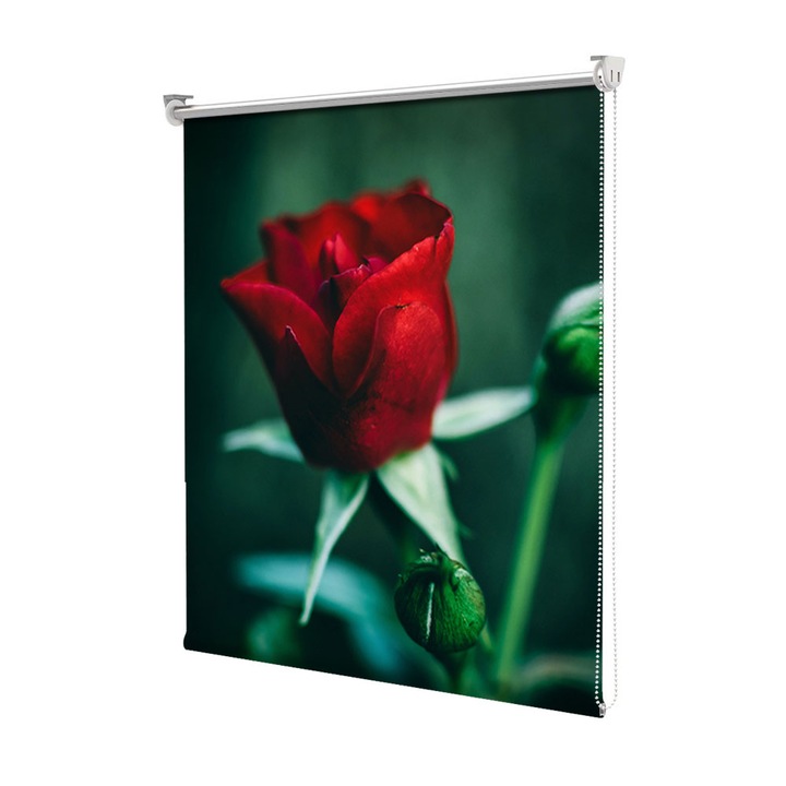Roleta Art Shade tip Jaluzea cu Rulou si sistem inclus, Art Star, Trandafir sangeriu intr-un spatiu verde, Flori, Decoratiuni, Latime 85 cm x Inaltime 130 cm