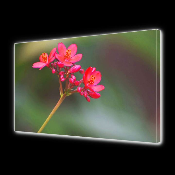 Tablou Canvas Led cu Intrerupator, Luminos in Intuneric, Premium, Art Star, Muscata rosie , Flori, Panza pe cadru de lemn, Decoratiuni Moderne pentru Casa, 70 x 100 cm