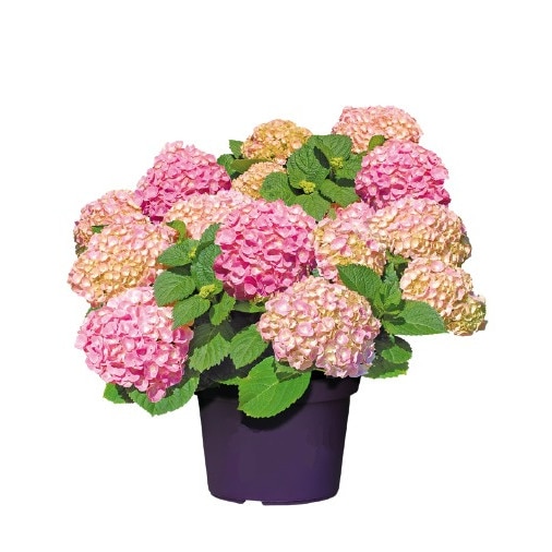Hortensie - Hydrangea forever and ever roz
