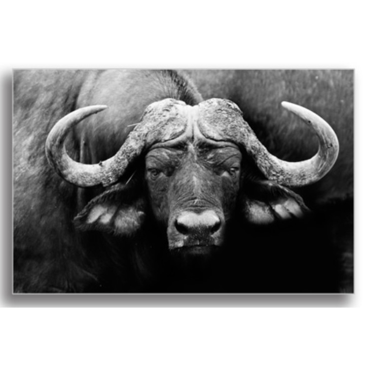 Printly, Színes Vászonkép, "Afrikai bivaly" címmel, 100x70cm
