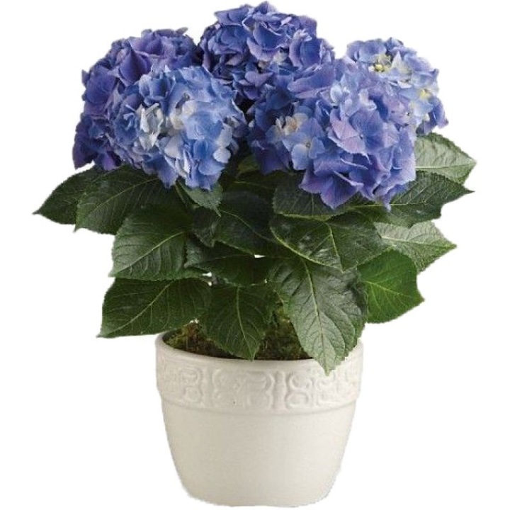 Hortensie albastra - Hydrangea macrophylla Blue 40 cm