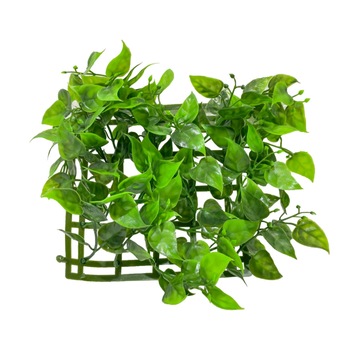 Planta covoras acvariu 15 X 15cm cod CP10 Planta covoras acvariu 15 X 15cm cod CP10