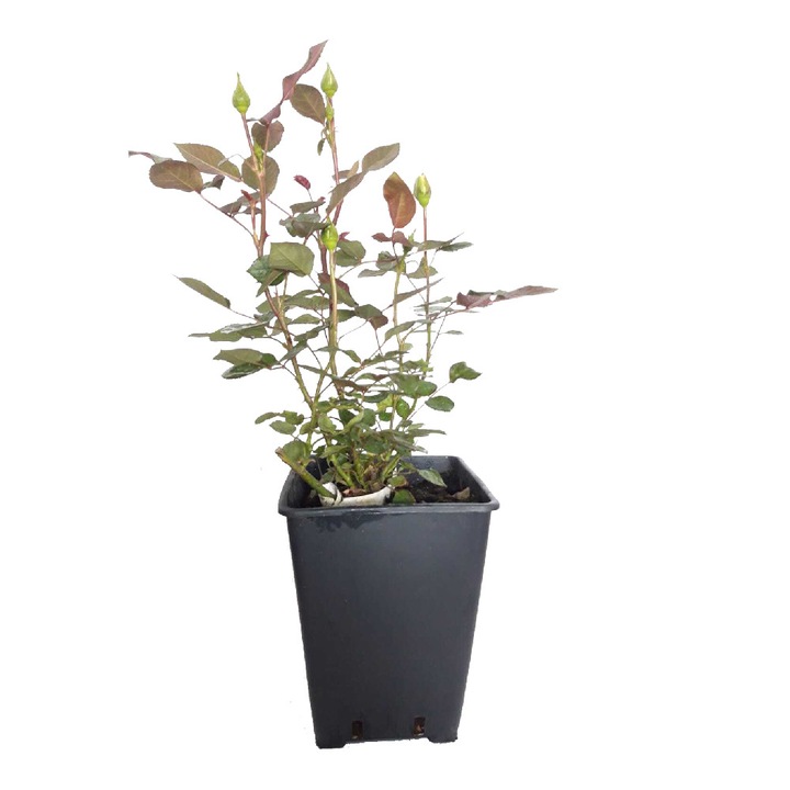 Trandafir La Sevilana red floribunda, ghiveci 3.6 L, h 20-30 cm