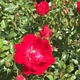 Trandafir La Sevilana red floribunda, ghiveci 3.6 L, h 20-30 cm