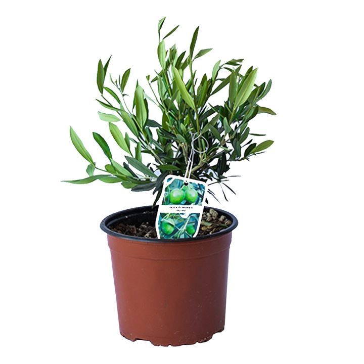 Maslin (Olea Europaea), Ghiveci 3L, h15-20cm Globular