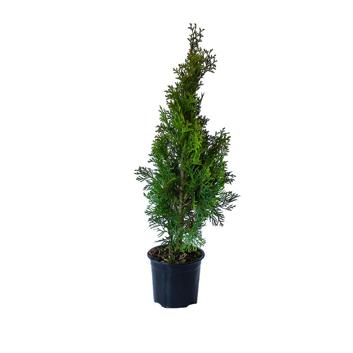 Tuia, (Thuja occ. Smaragd) Ghiveci 1 litru, 35-45 cm