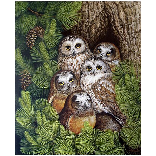 Pictura pe numere, panza pe rama 40x50 cm C16