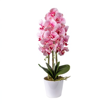 Orhidee 3 fire cu aspect natural in ghiveci ceramic alb, H 70 cm / CD4690-ROZ Orhidee 3 fire cu aspect natural in ghiveci ceramic alb, H 70 cm / CD4690-ROZ