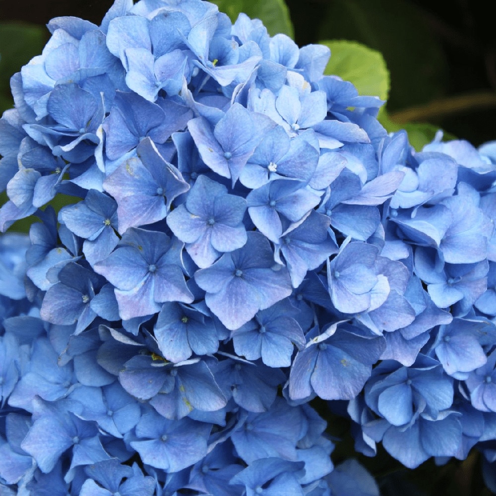 Hortensia, Hydrangea macophylia Jim Blau, ghiveci 2L - eMAG.ro