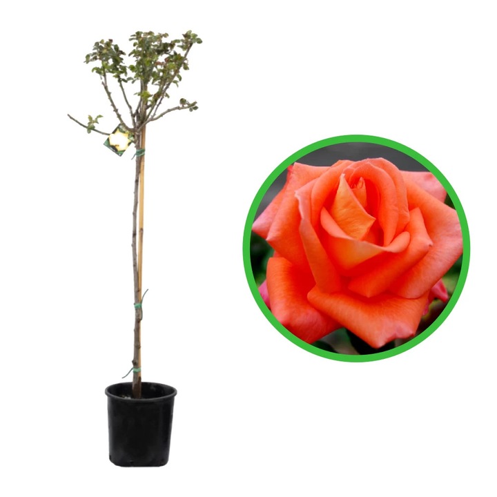 Trandafir Pomisor Armonia Arancio in ghiveci de 5L