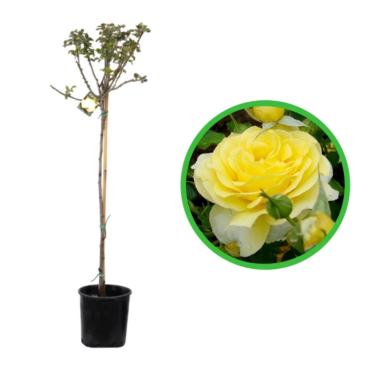 Trandafir Pomisor Landora Giallo in ghiveci de 5L