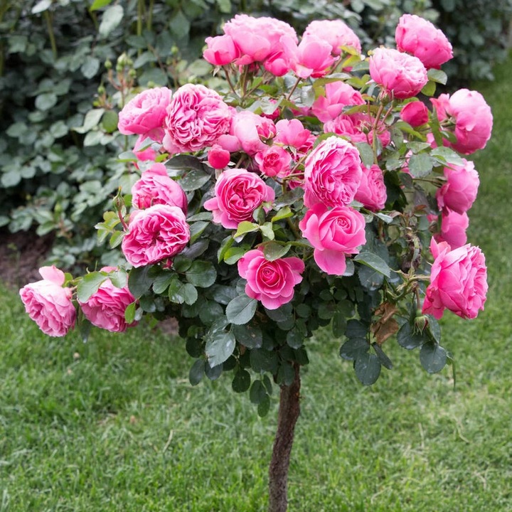 Trandafir Pomisor Queen Elizabeth in ghiveci de 5L