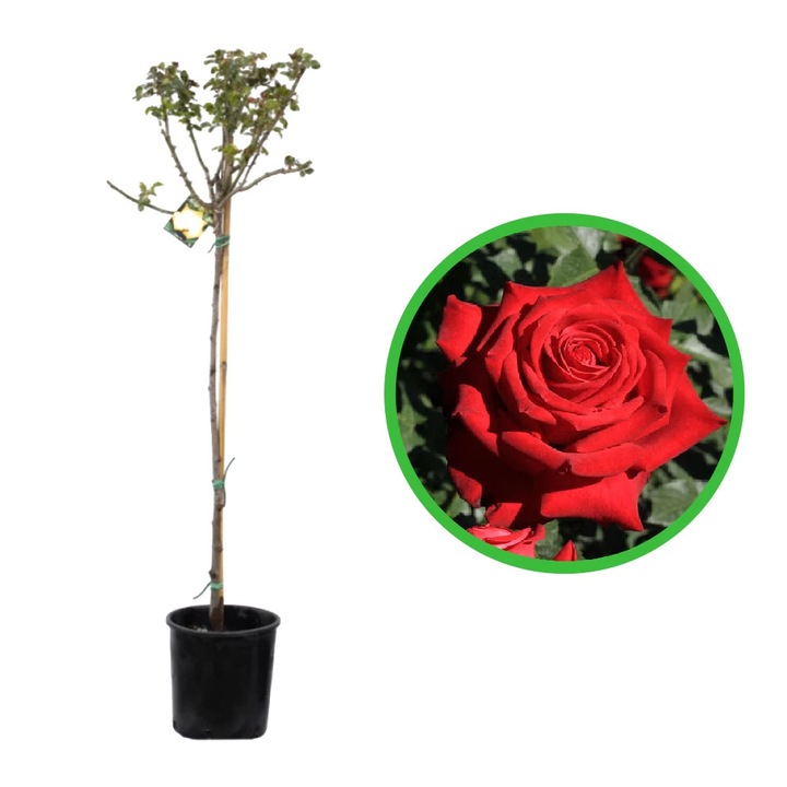 Trandafir Pomisor Dama di Luori in ghiveci de 5L