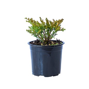 Pomi, arbusti si butasi