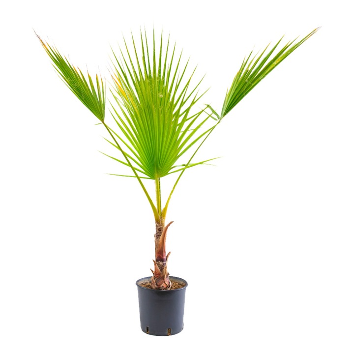 Washingtonia, giveci 5 L, h 80-100 cm