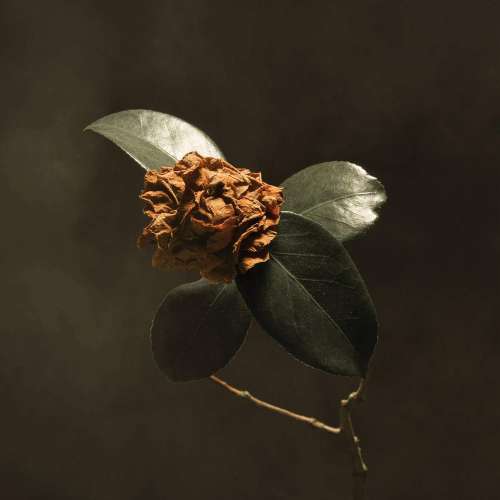 St. Paul & the Broken Bon - Young Sick Camellia (LP)