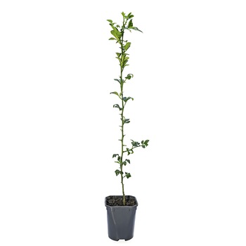 Lamai rezistent la ger , Poncirus Trifoliata anul 2 , ghiveci 1 litru , rezista pana la -20°C , inaltime 50-70 cm Lamai rezistent la ger , Poncirus Trifoliata anul 2 , ghiveci 1 litru , rezista pana la -20°C , inaltime 50-70 cm