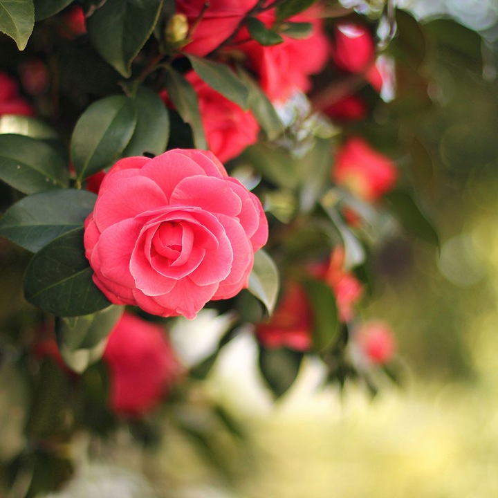 Autocolant Art Star pentru mobilier, Roz rosiatic intens, Flori, autoadeziv, latime 50 cm x lungime 70 cm