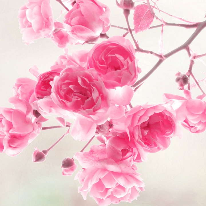 Autocolant Art Star pentru mobilier, Roz delicat, Flori, autoadeziv, latime 100 cm x lungime 100 cm