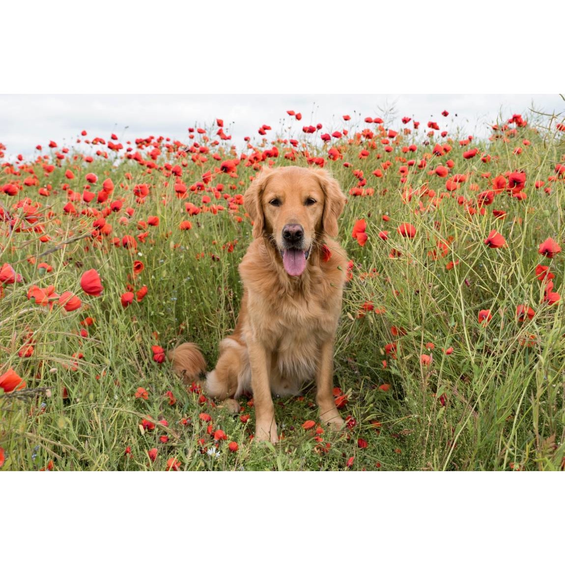 Tablou canvas 90x50 cm, Catei model 56