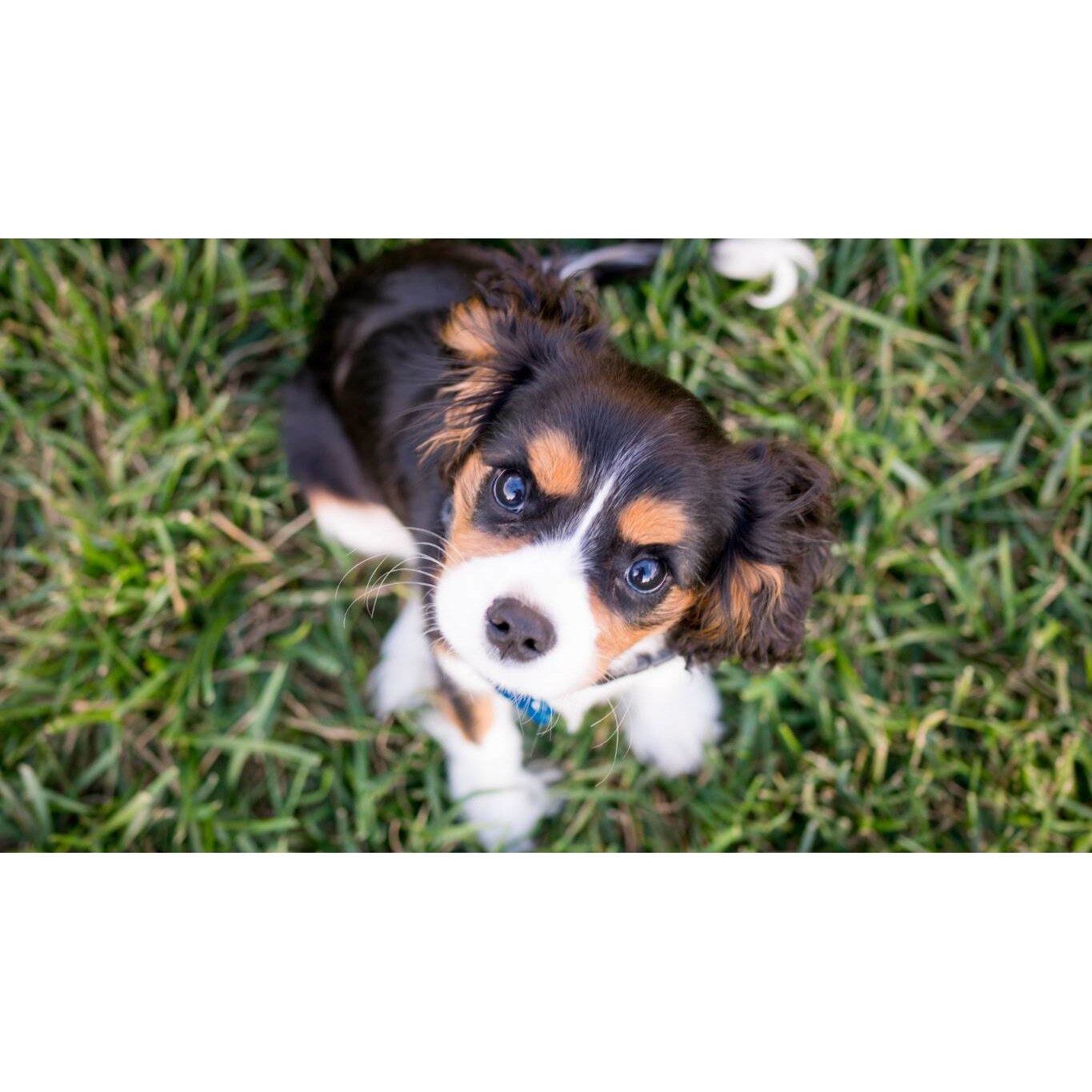 Tablou canvas 90x50 cm, Catei model 41