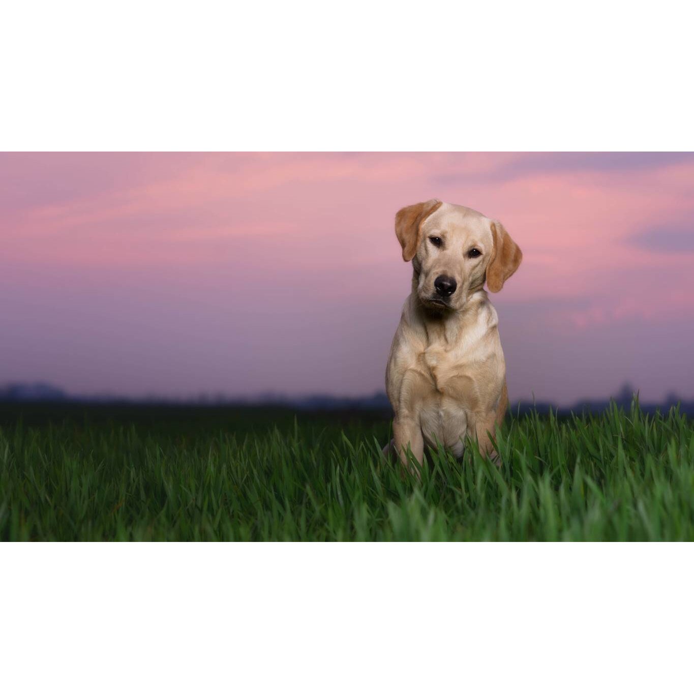 Tablou canvas 75x50 cm, Catei model 50