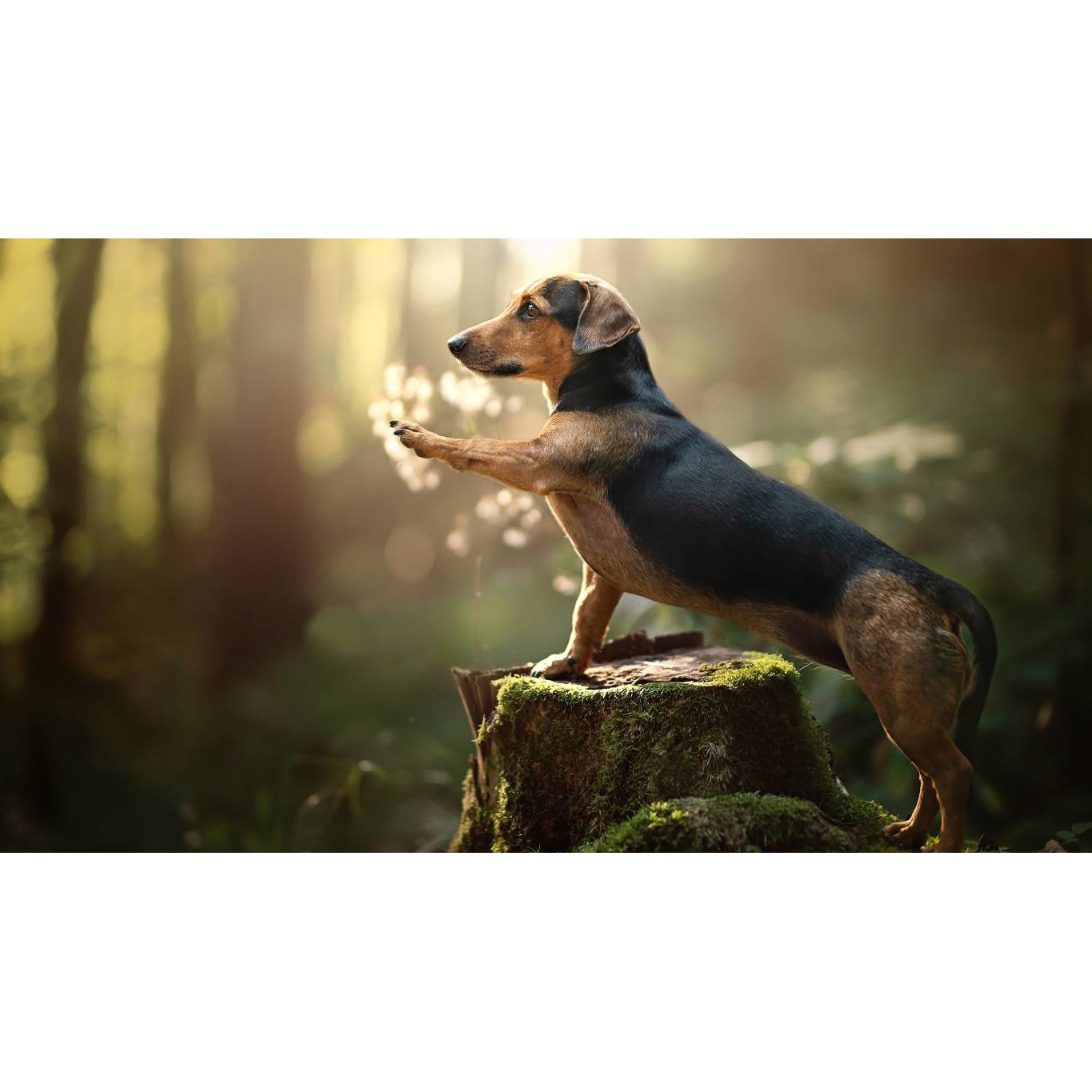 Tablou canvas 75x50 cm, Catei model 42