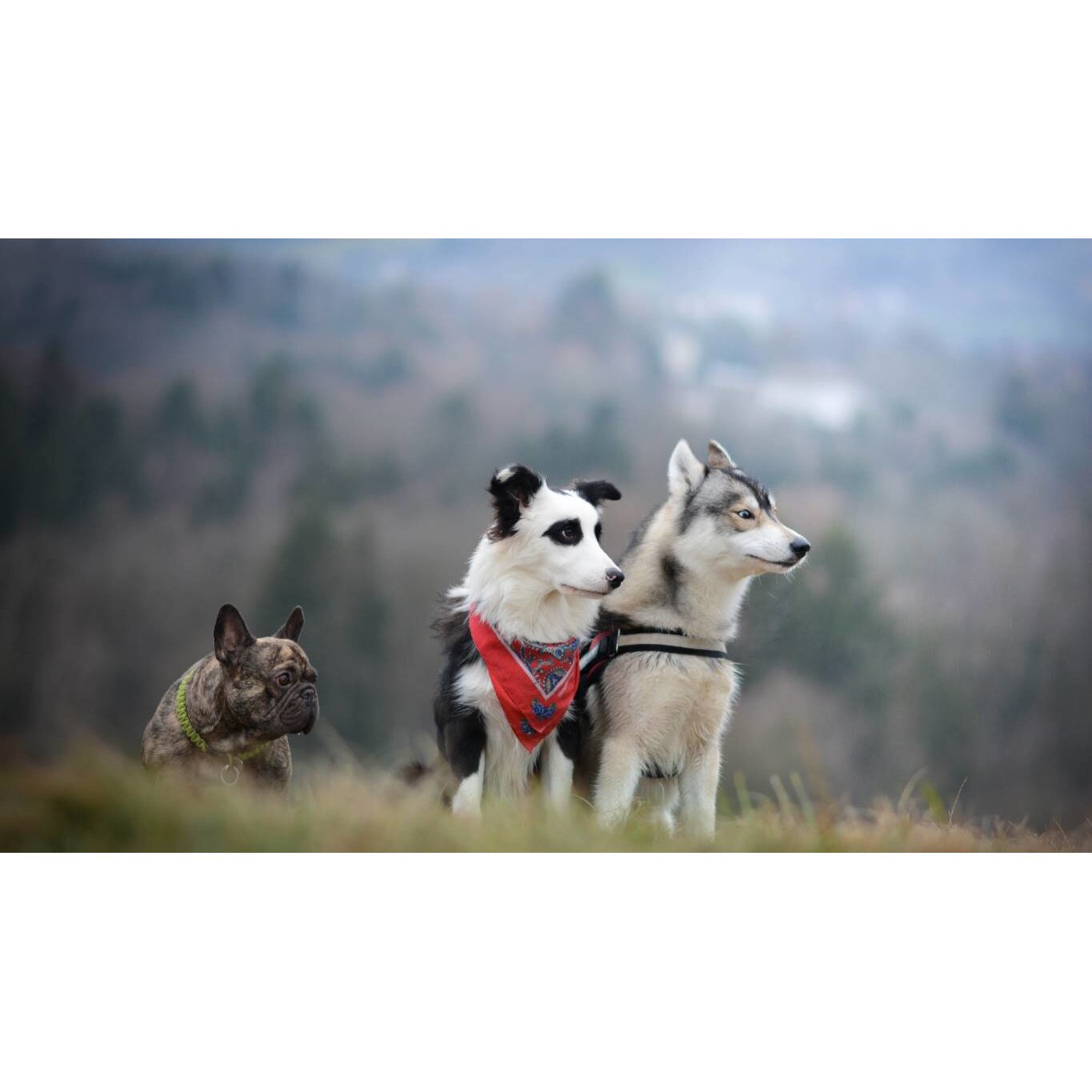 Tablou canvas 90x50 cm, Catei model 52