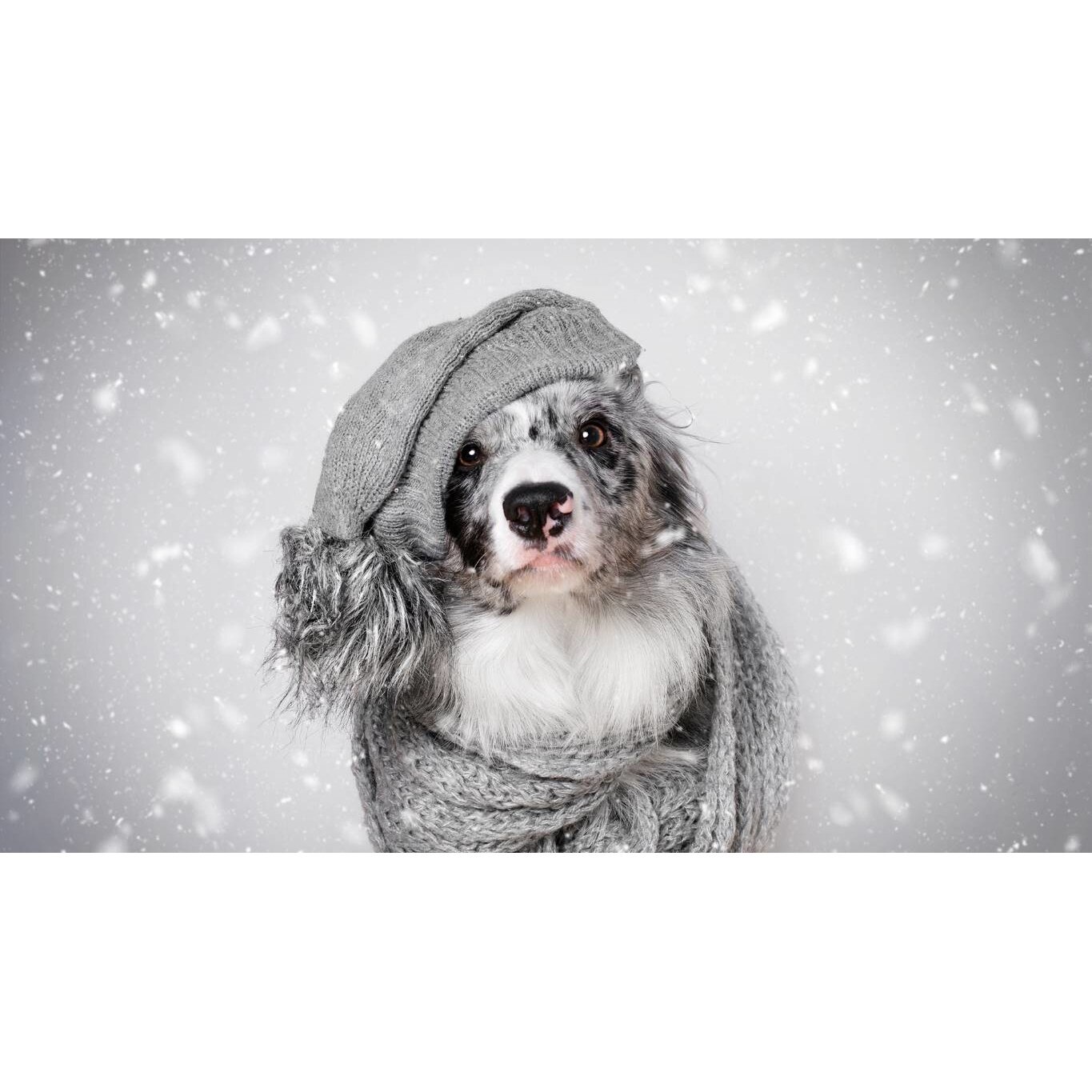 Tablou canvas 50x35 cm, Catei model 20