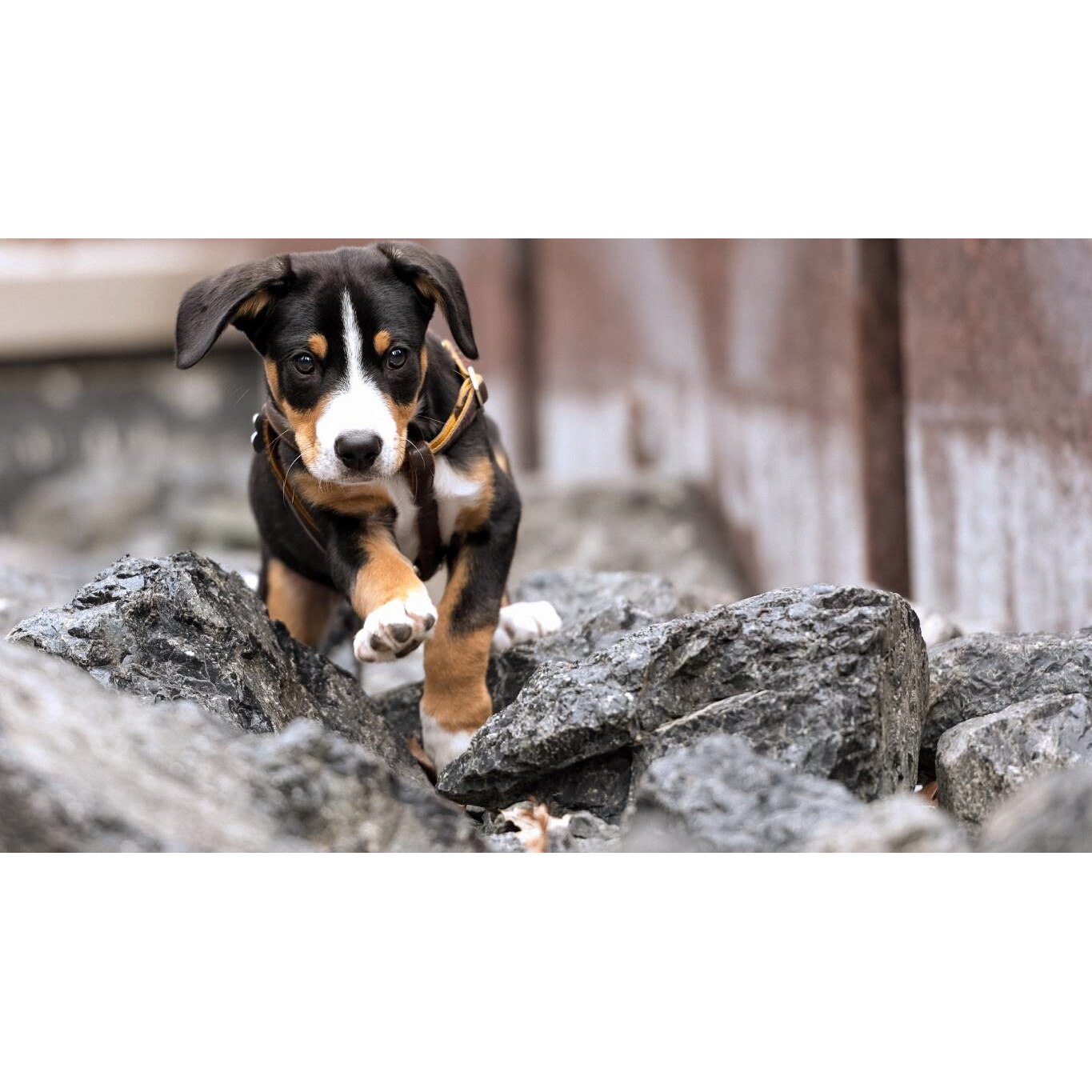 Tablou canvas 75x50 cm, Catei model 43