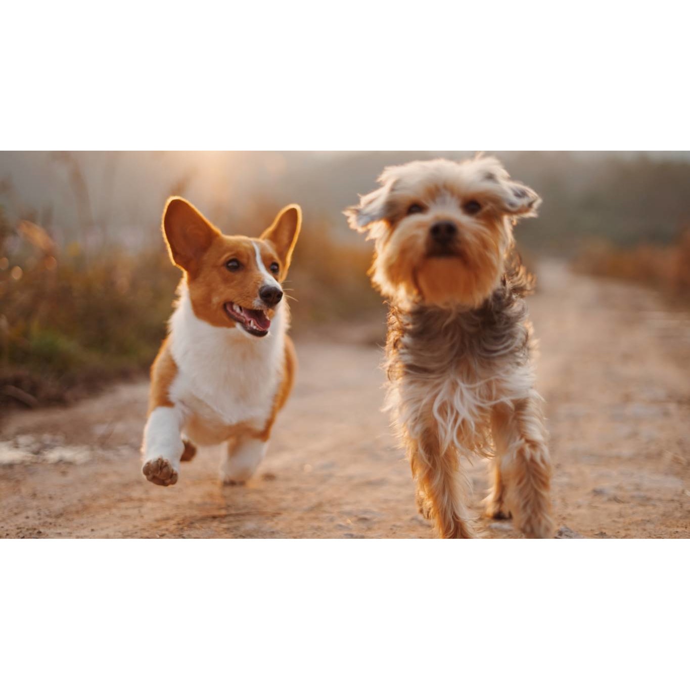 Tablou canvas 90x50 cm, Catei model 46