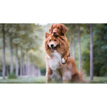 Tablou canvas 50x35 cm, Catei model 7 Tablou canvas 50x35 cm, Catei model 7