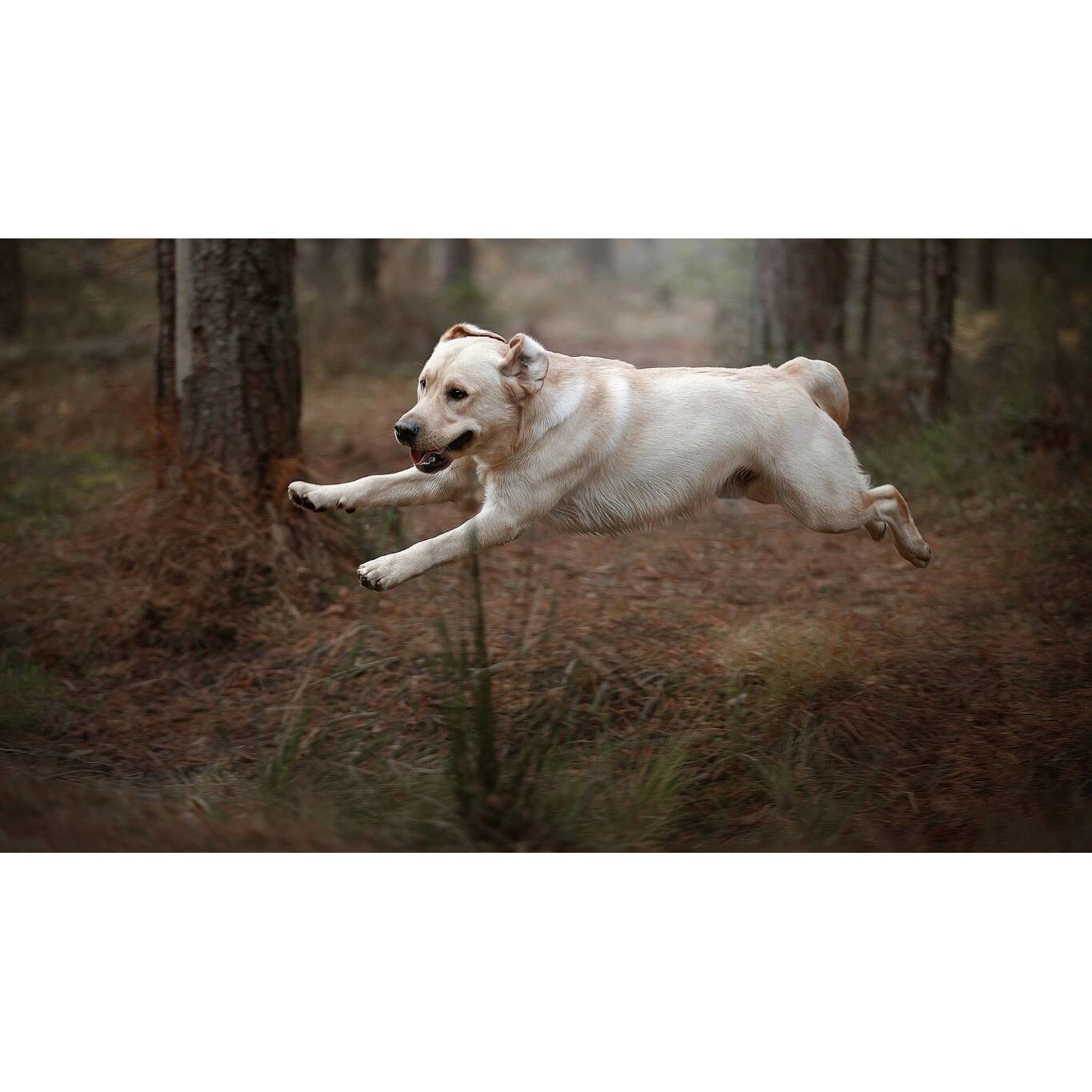 Tablou canvas 90x50 cm, Catei model 58