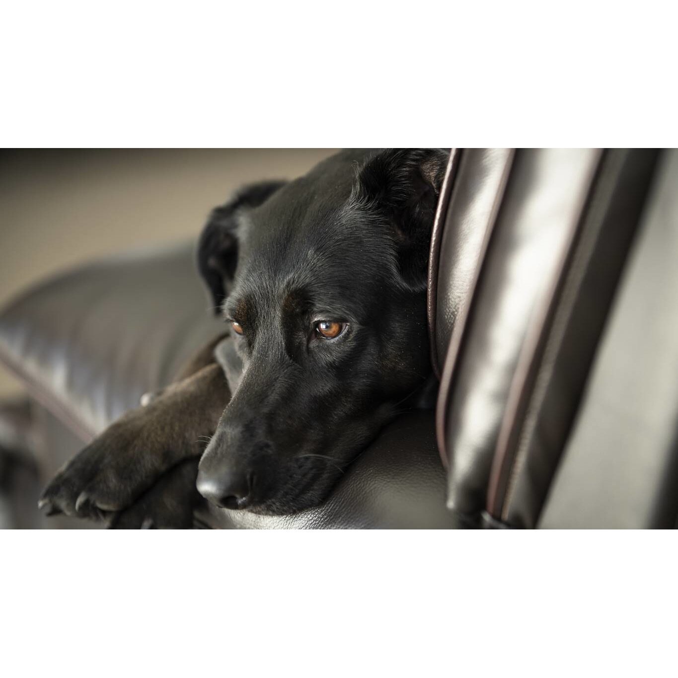 Tablou canvas 50x35 cm, Catei model 38