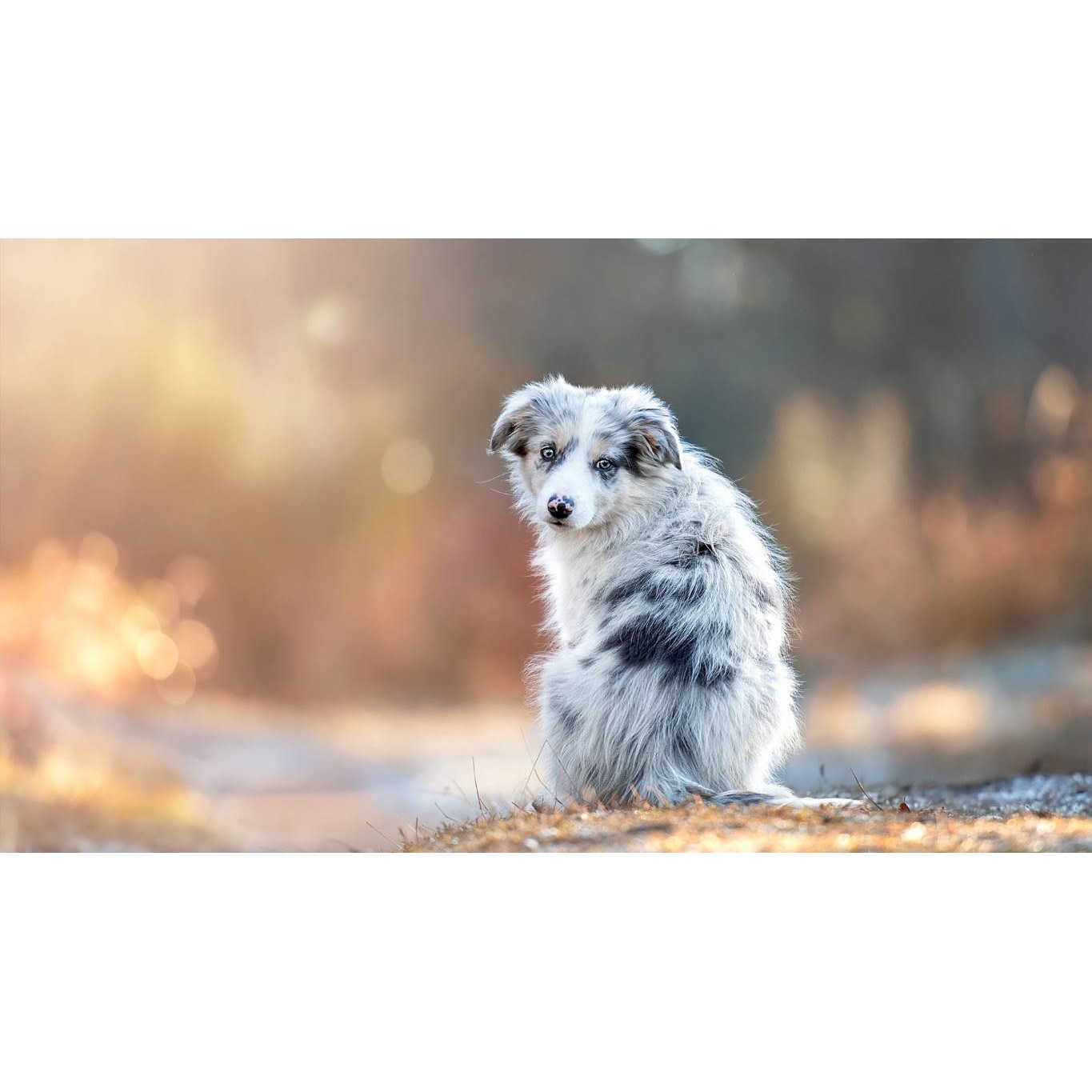 Tablou canvas 75x50 cm, Catei model 81