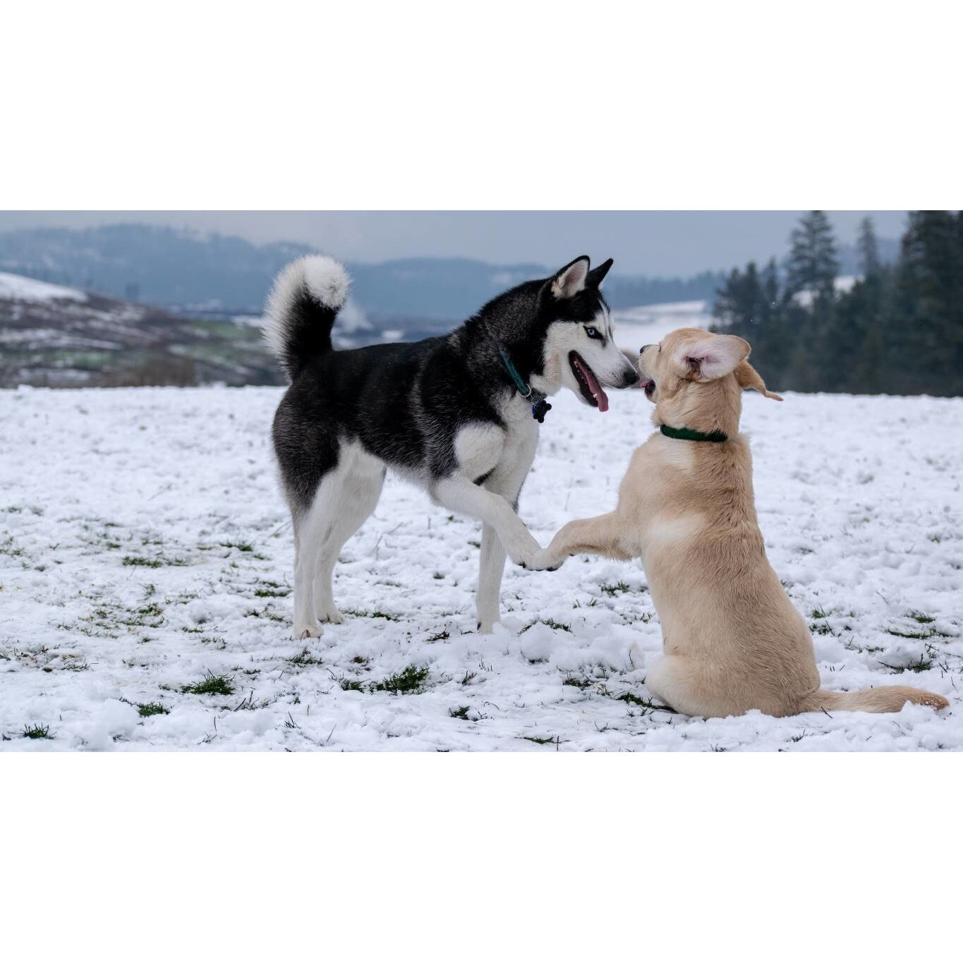 Tablou canvas 90x50 cm, Catei model 49